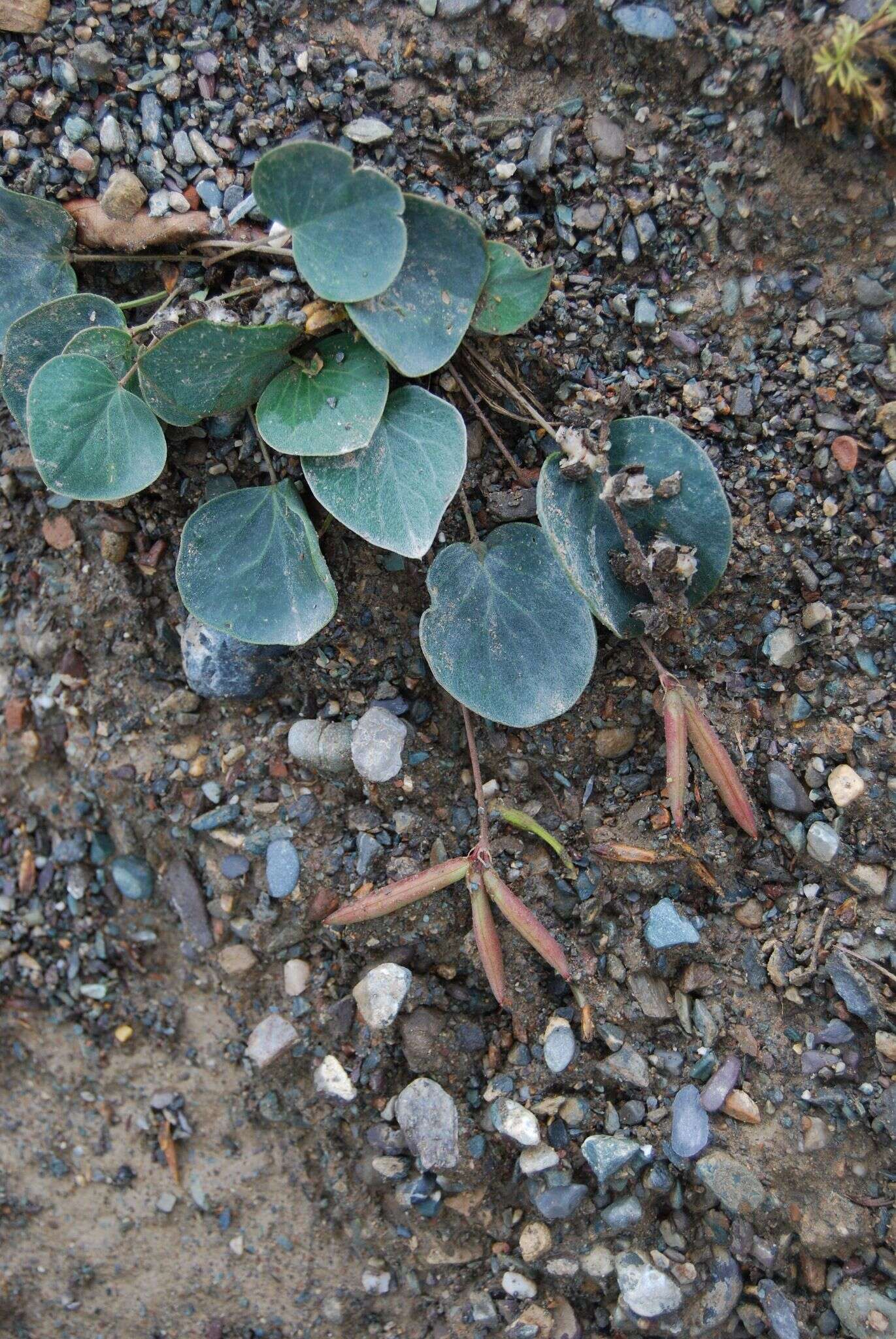 Image of Gueldenstaedtia monophylla Fisch.