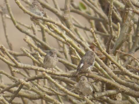 Image of White-rumped Seedeater