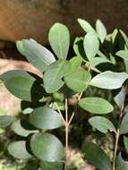 Image of Dune myrtle