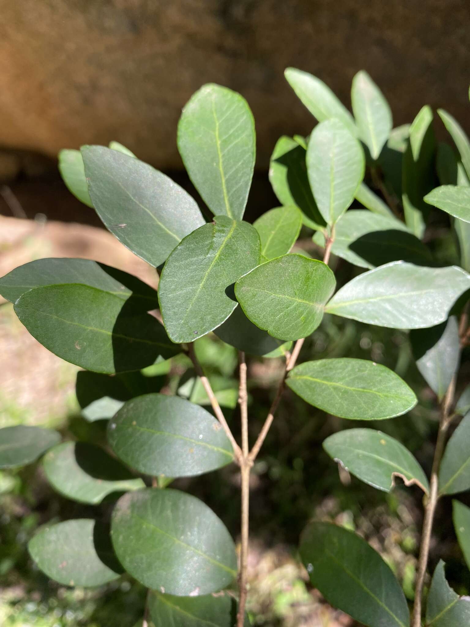 Image of Dune myrtle