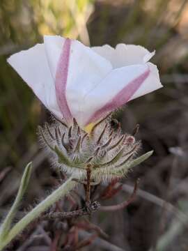 صورة Convolvulus lanuginosus Desr.