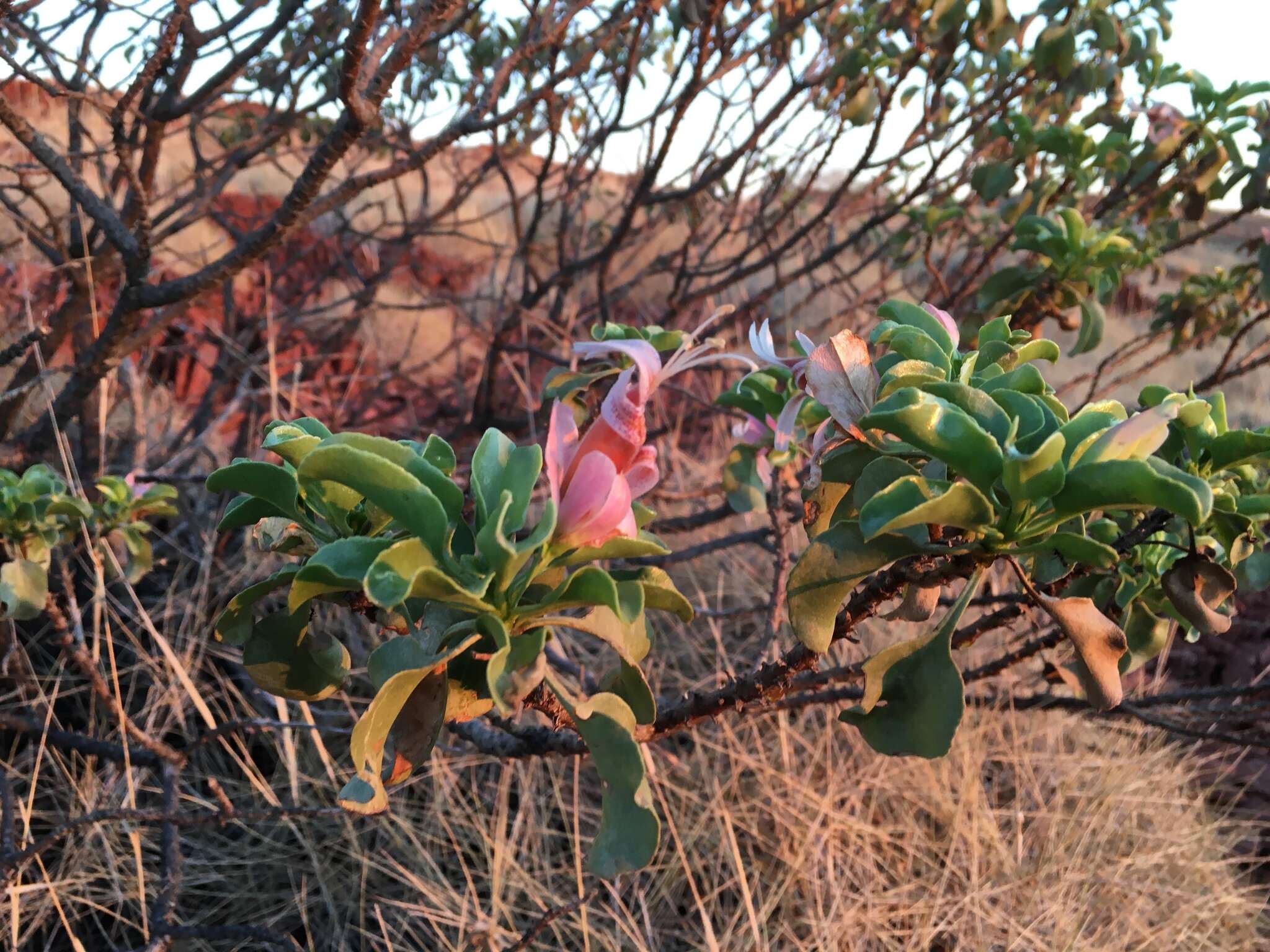 Image of Eremophila fraseri F. Muell.