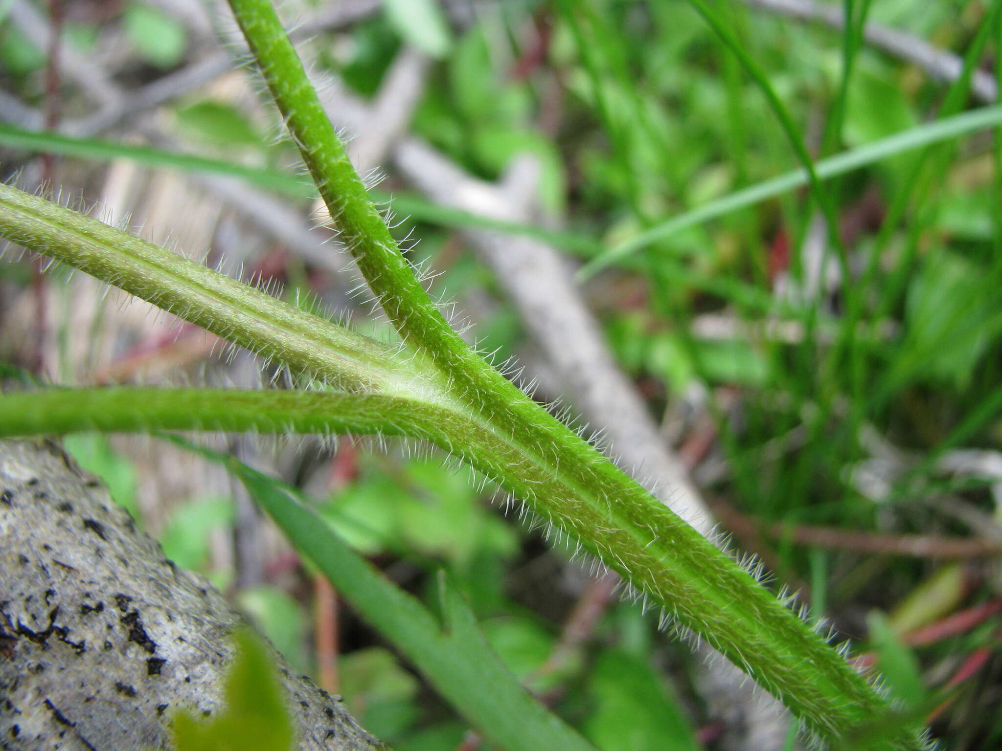 Image de Ranunculus macounii Britton