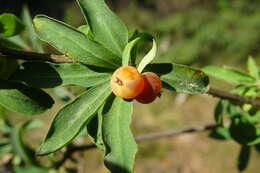 Image of Lonicera pyrenaica L.