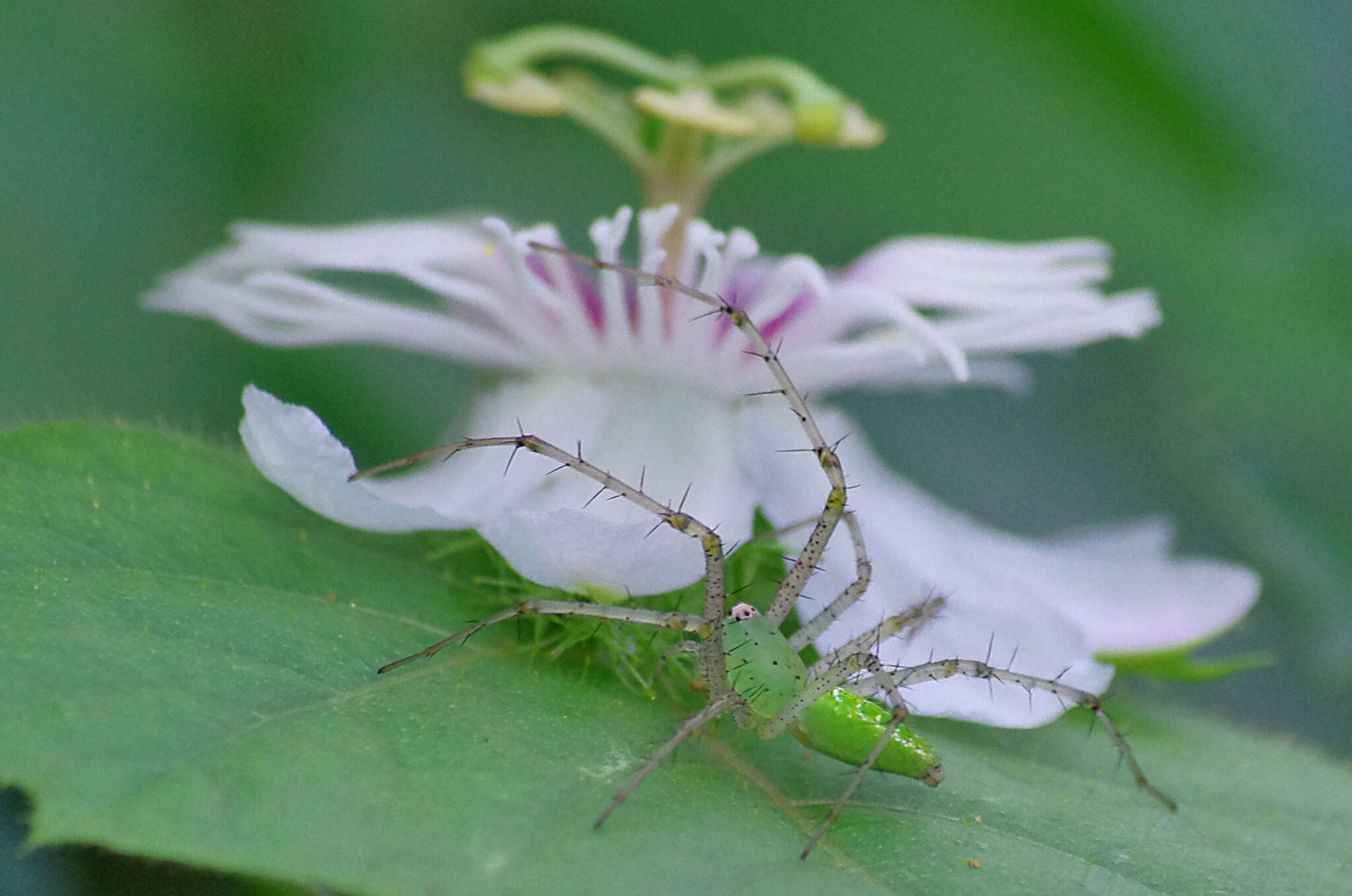 Image of Peucetia viridana (Stoliczka 1869)