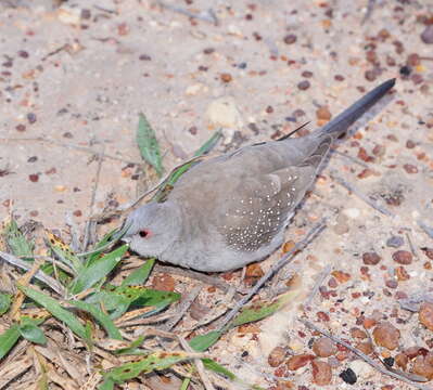 Image of Diamond Dove