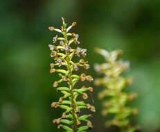 Image of Cranichis ciliata Kunth