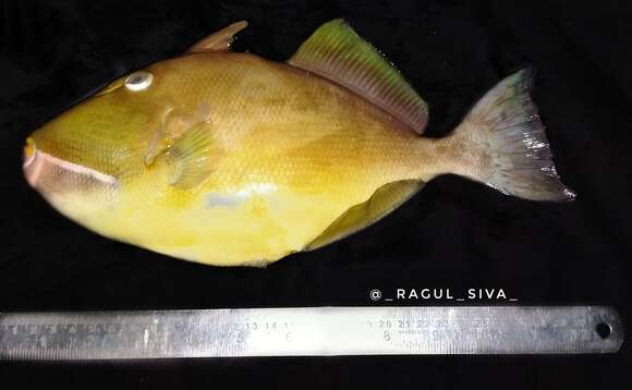 Image of Bridle Triggerfish