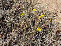 Image of camphorweed