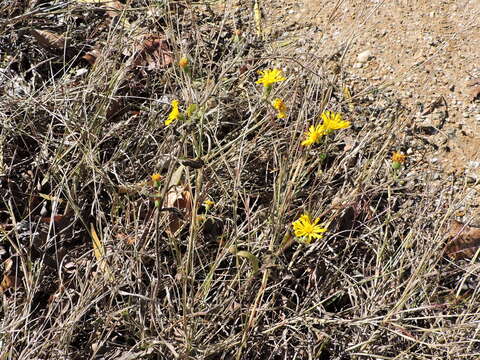 Image of camphorweed