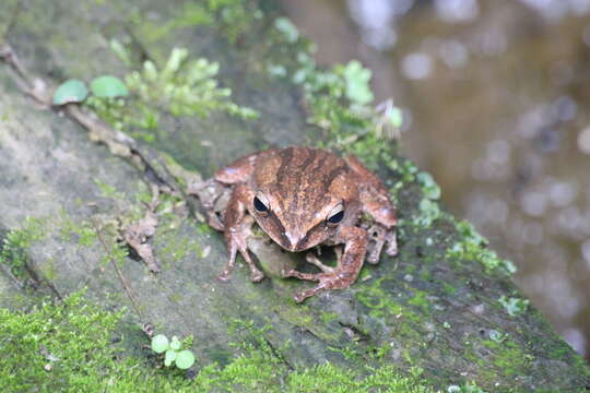 Image of Polypedates braueri (Vogt 1911)