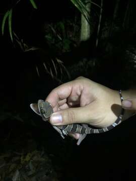 Image of Malayan Forest Gecko