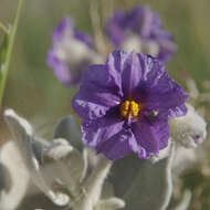 Image of Solanum lasiophyllum Dun.