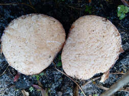 Image of Zelleromyces cinnabarinus Singer & A. H. Sm. 1960