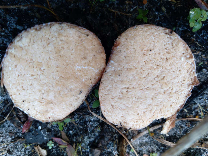 Image of Zelleromyces cinnabarinus Singer & A. H. Sm. 1960