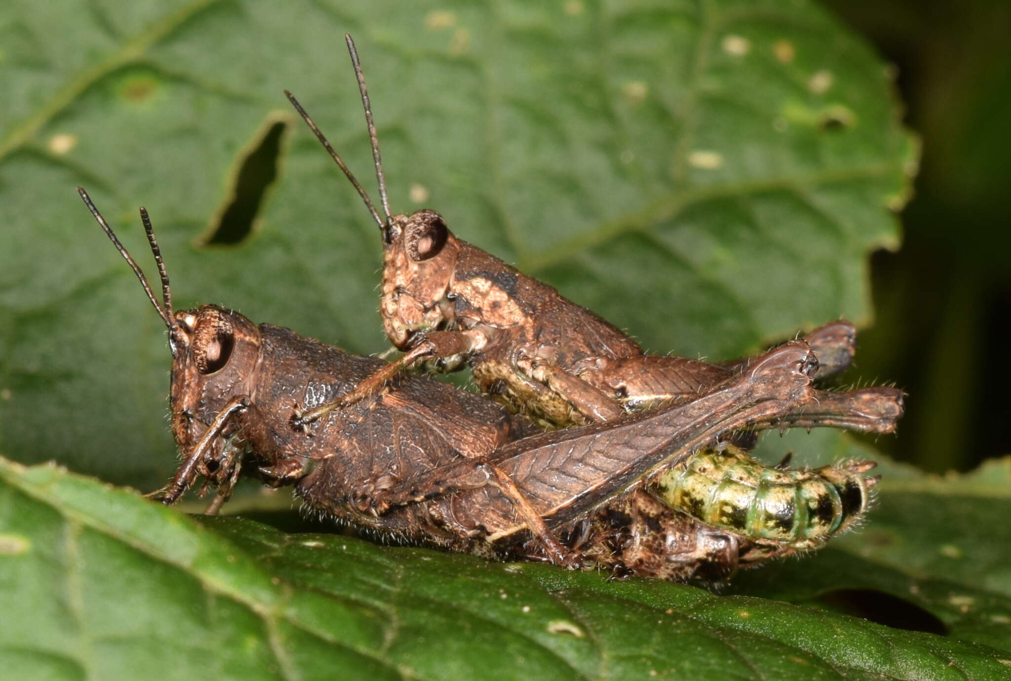 صورة Robustusacris balzapambae (Rehn & J. A. G. 1913)