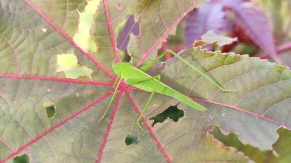 Image of Phaneroptera (Phaneroptera) sparsa Stål 1857