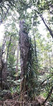 Image de Freycinetia arborea Gaudich.