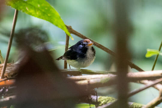 Image of Black-and-white Tody-Flycatcher