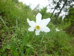 Image of Narcissus poeticus subsp. poeticus