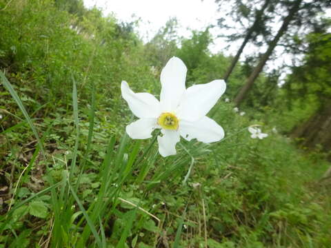 Narcissus poeticus subsp. poeticus resmi