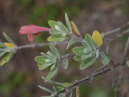 Image of Clinopodium breviflorum (Benth.) Govaerts