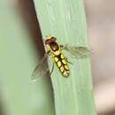 Image of Allograpta calopoides (Curran 1938)