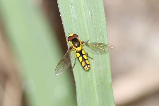 Image of Allograpta calopoides (Curran 1938)