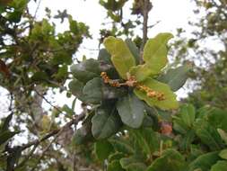 Слика од Quercus sebifera Trel.