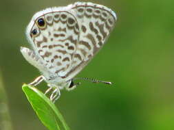 صورة Leptotes cassius (Cramer (1775))