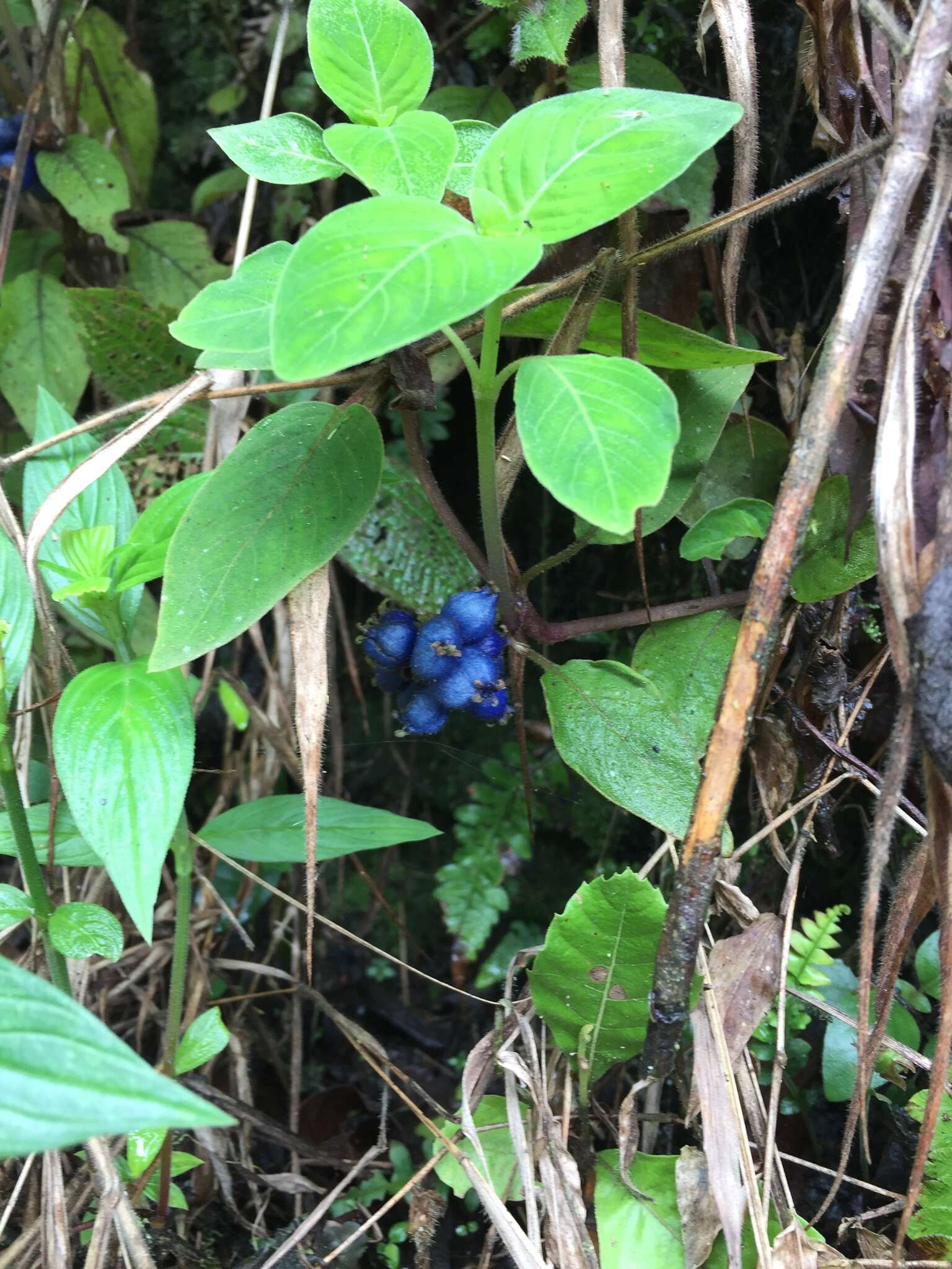 Image of yerba de guava