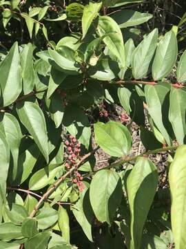 Image of Coriaria japonica subsp. intermedia (Matsum.) T. C. Huang