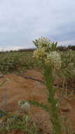 Image of Solenostemma arghel (Delile) Hayne