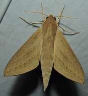 Image of Pale Brown Hawkmoth