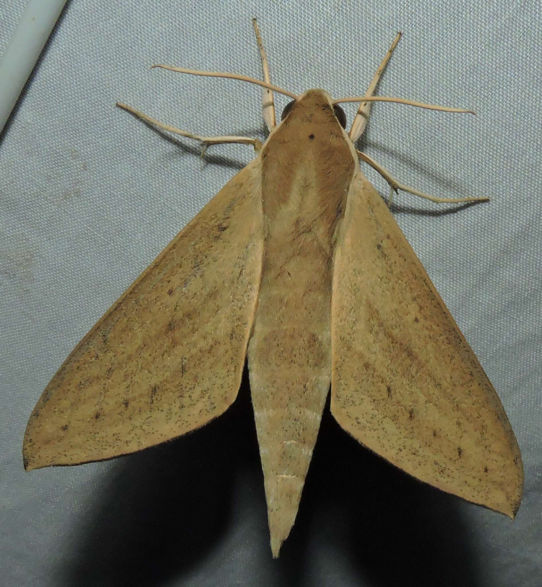 Image of Pale Brown Hawkmoth