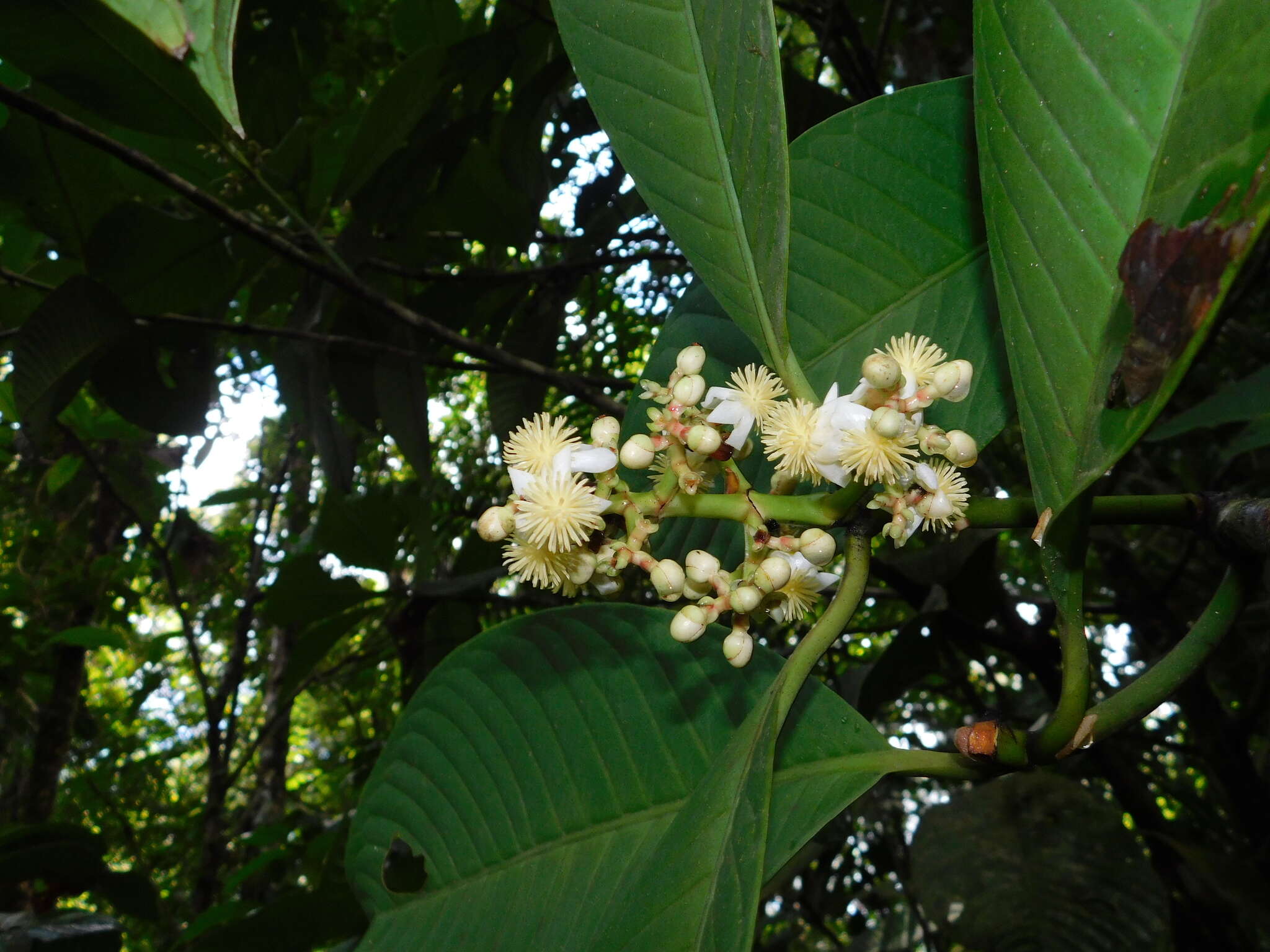 Image of Chrysochlamys grandifolia (L. O. Williams) B. E. Hammel