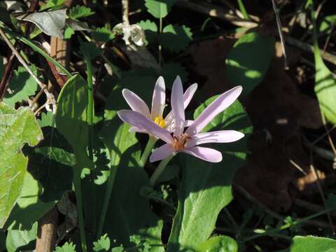 Image of Colchicum longifolium Castagne