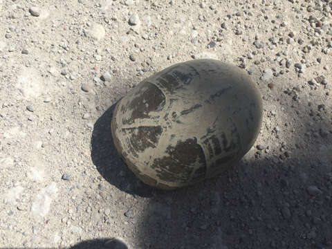 Image of Yellow Mud Turtle