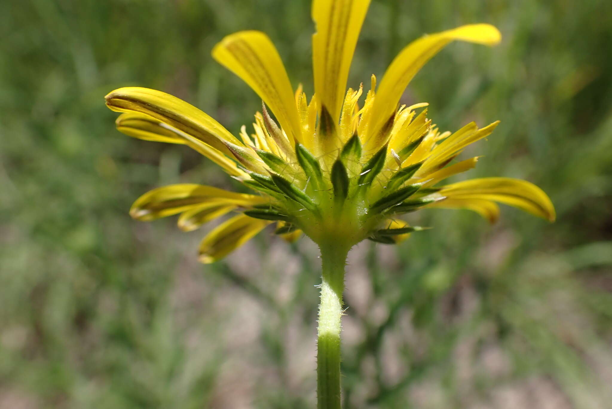 Imagem de Hirpicium bechuanense (S. Moore) Roessler