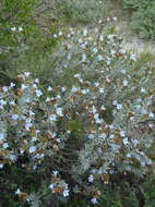 Image of Largeflower Healthbush