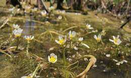 Image of Ranunculus rionii Lagger