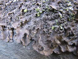 Image of Powdery kidney lichen