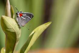 Image of Bartram's hairstreak Butterfly