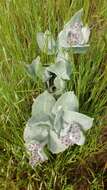 Image of California milkweed