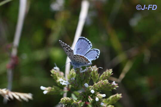 Image of Baton Blue