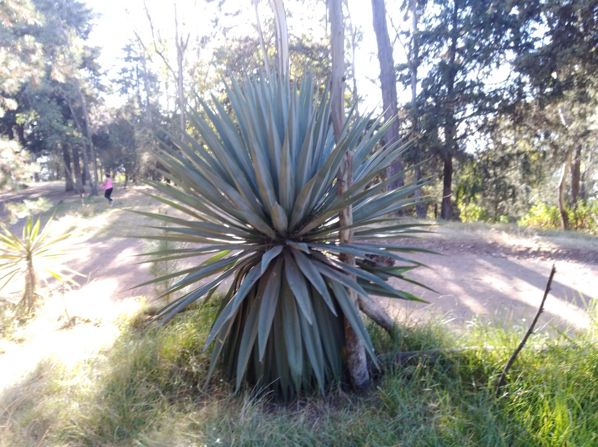 Image de Furcraea parmentieri (Roezl) García-Mend.