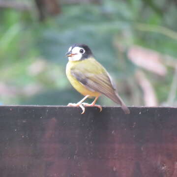 Image of White-faced Robin