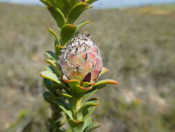 Plancia ëd Leucadendron coriaceum Philipps & Hutchinson