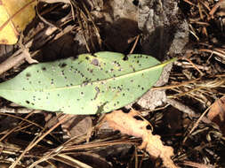 Image de Euthoracaphis umbellulariae (Essig 1932)