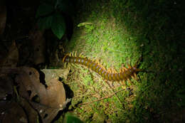 Image of Scolopendra hermosa Chamberlin 1941